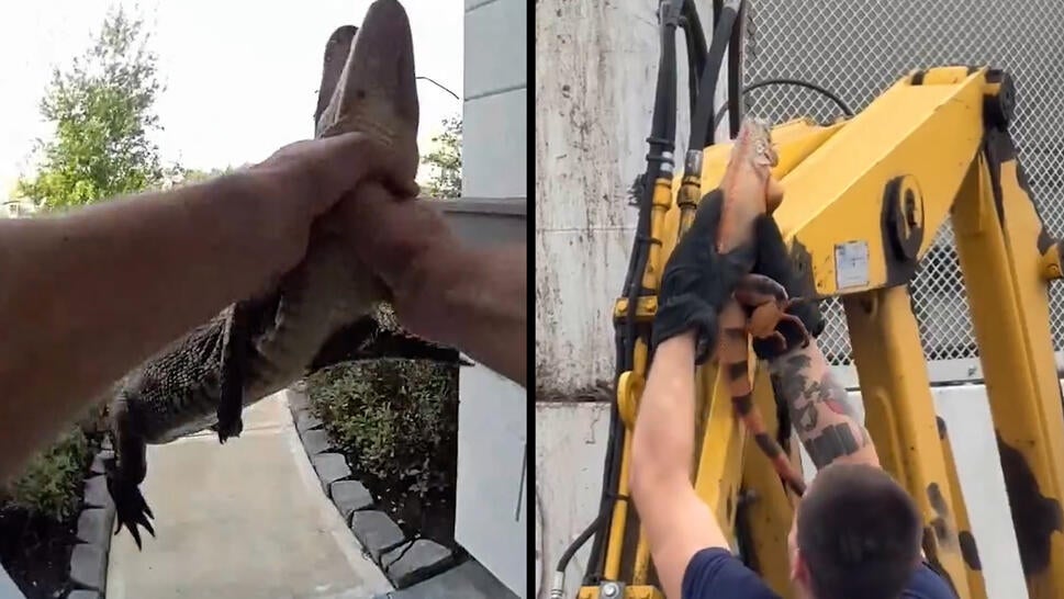 Split image of small crocodile being held by human hand/Iguana being retrieved from yellow machinery