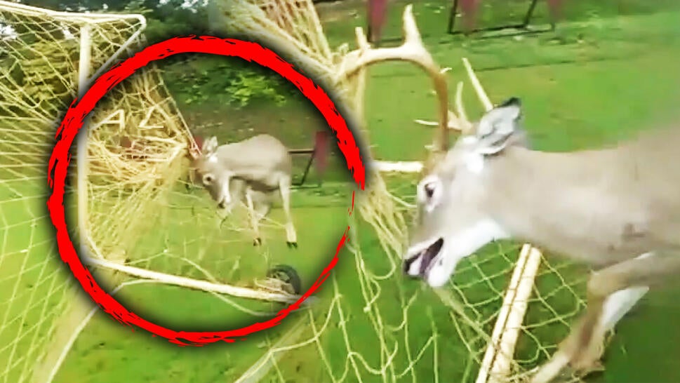 Deer stuck in a soccer net