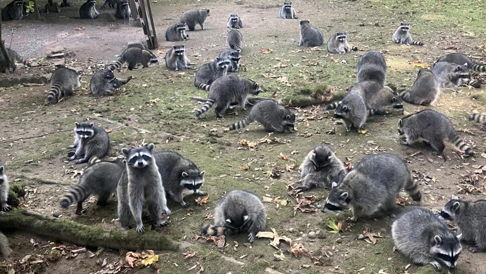 Raccoons