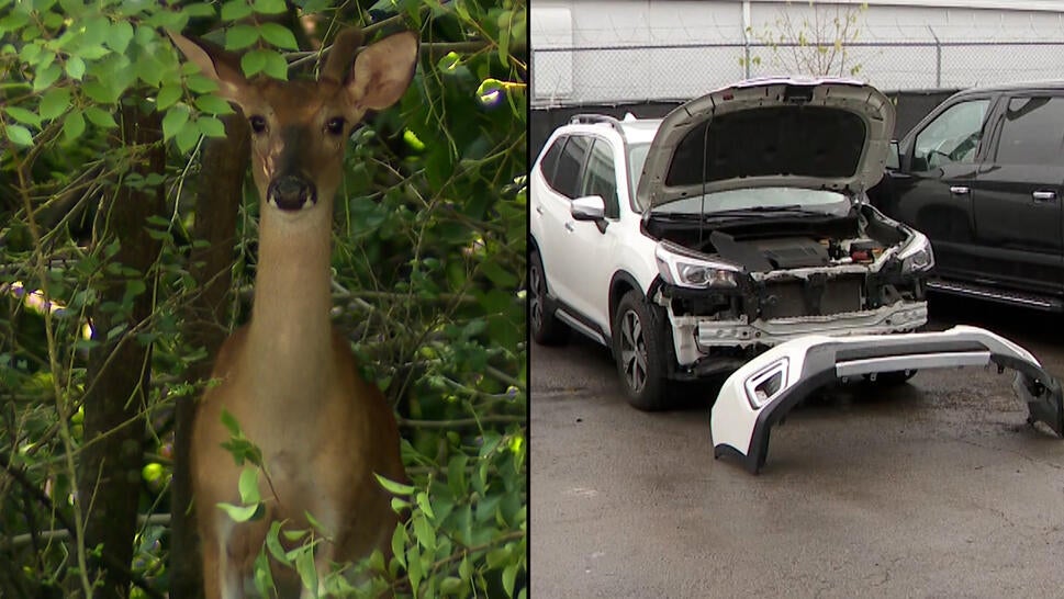 Deer Can Cause Costly Damage to Cars This Time of Year 