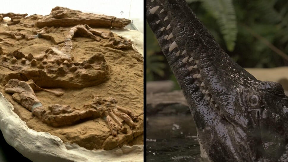 10-Million-Year-Old Crocodile Fossil Found in Peru