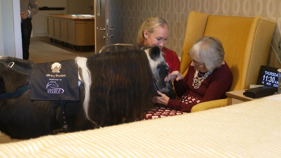 Dinky Ponies in Oxford, England, has a team of tiny Shetland ponies that they bring to elder care homes, hospitals, and schools. 