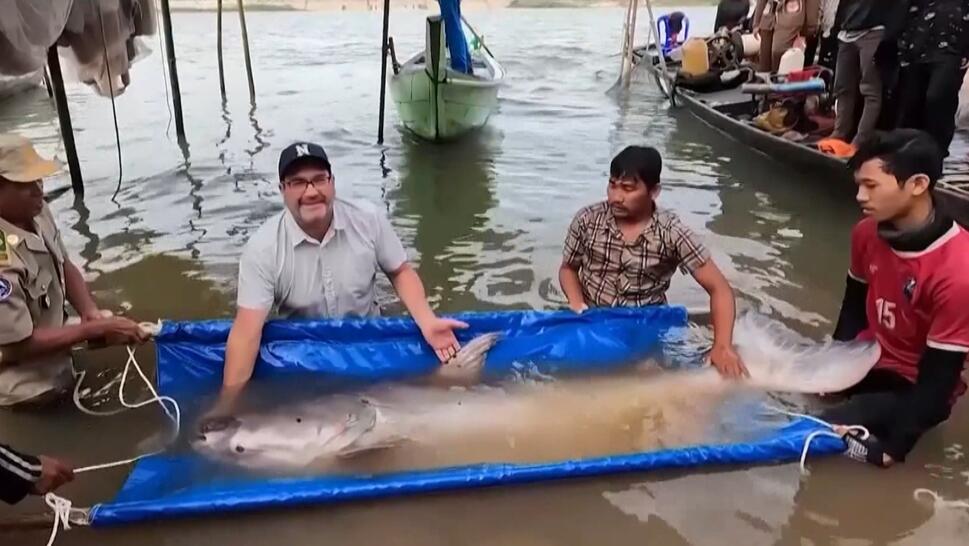 Conservation Efforts in Cambodia Saving Mekong Catfish