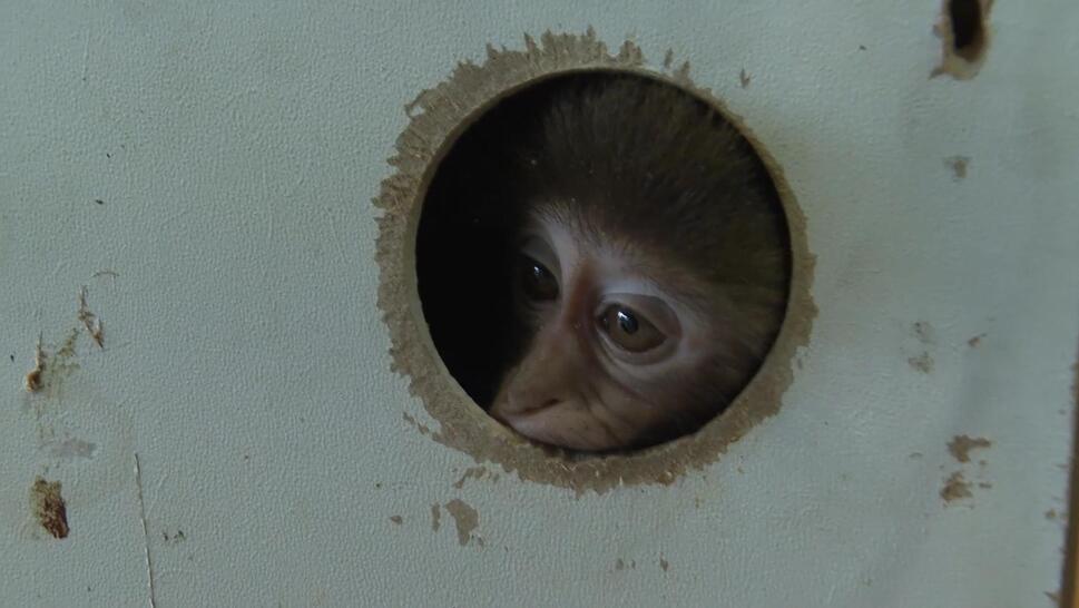 Monkey in Box at Bus Terminal in Turkey