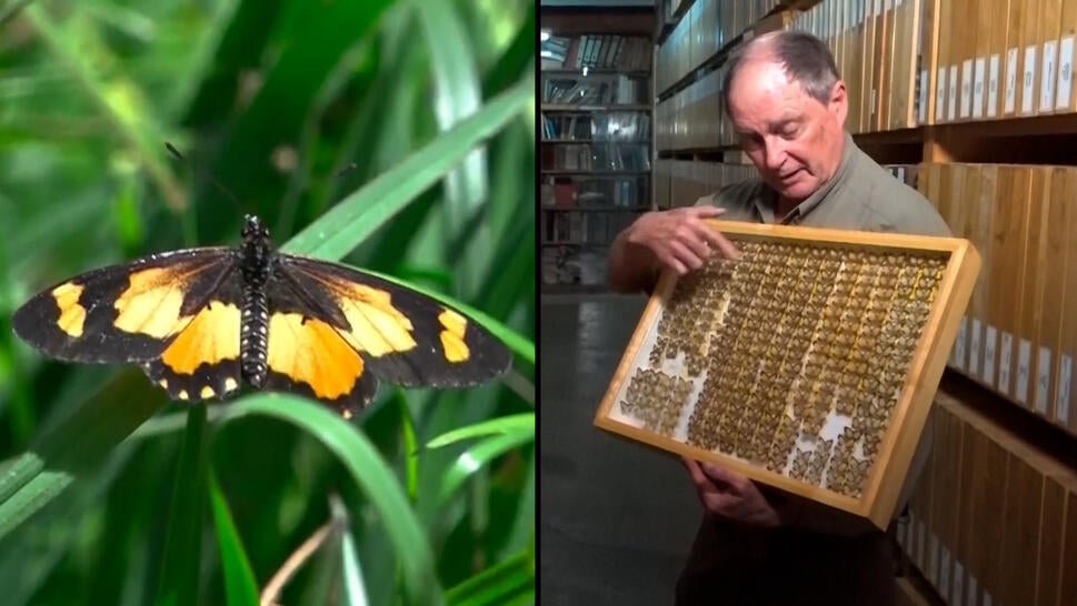 Why Africa's Largest Butterfly Collection Faces Uncertain Future