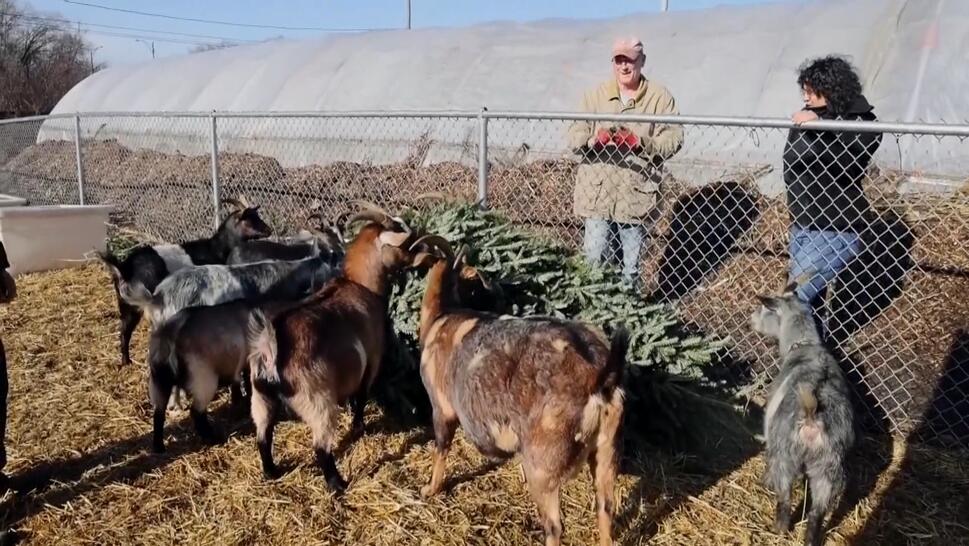 Chicago Non-Profit Makes Christmas Trees a Healthy Snacks for Goats