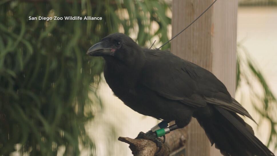  'alala or Hawaiian crow