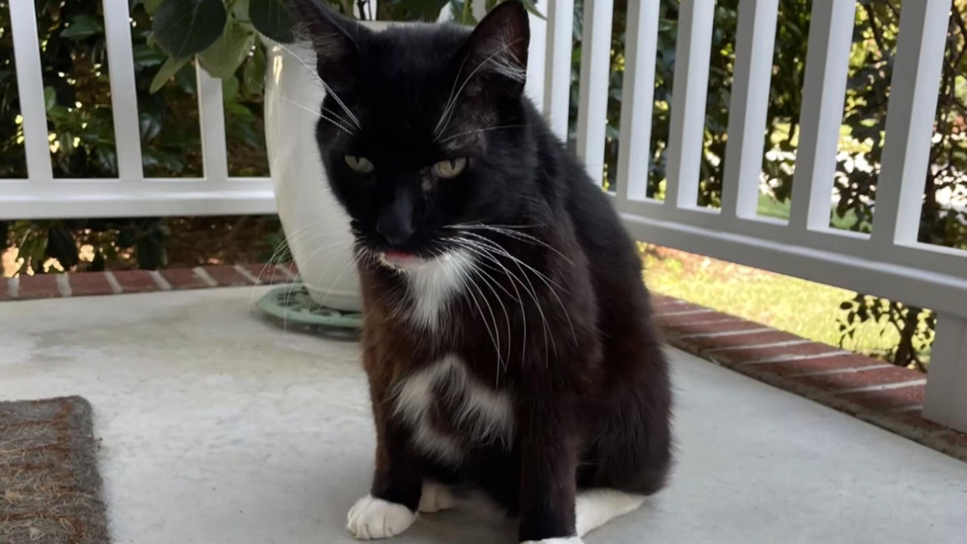 Kitty Cop: Police officer saves cat, gains feline partner