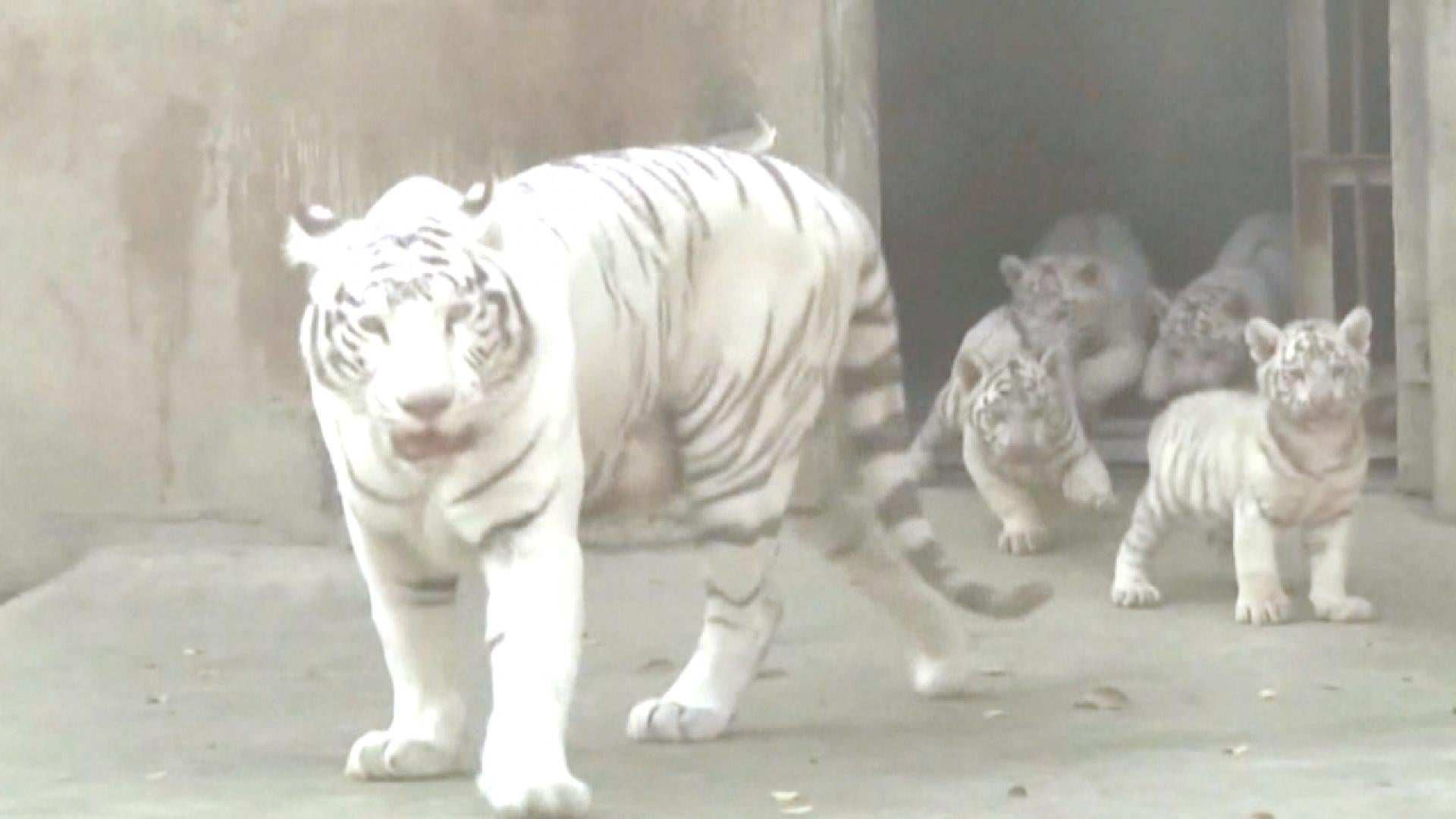 newborn baby white tigers