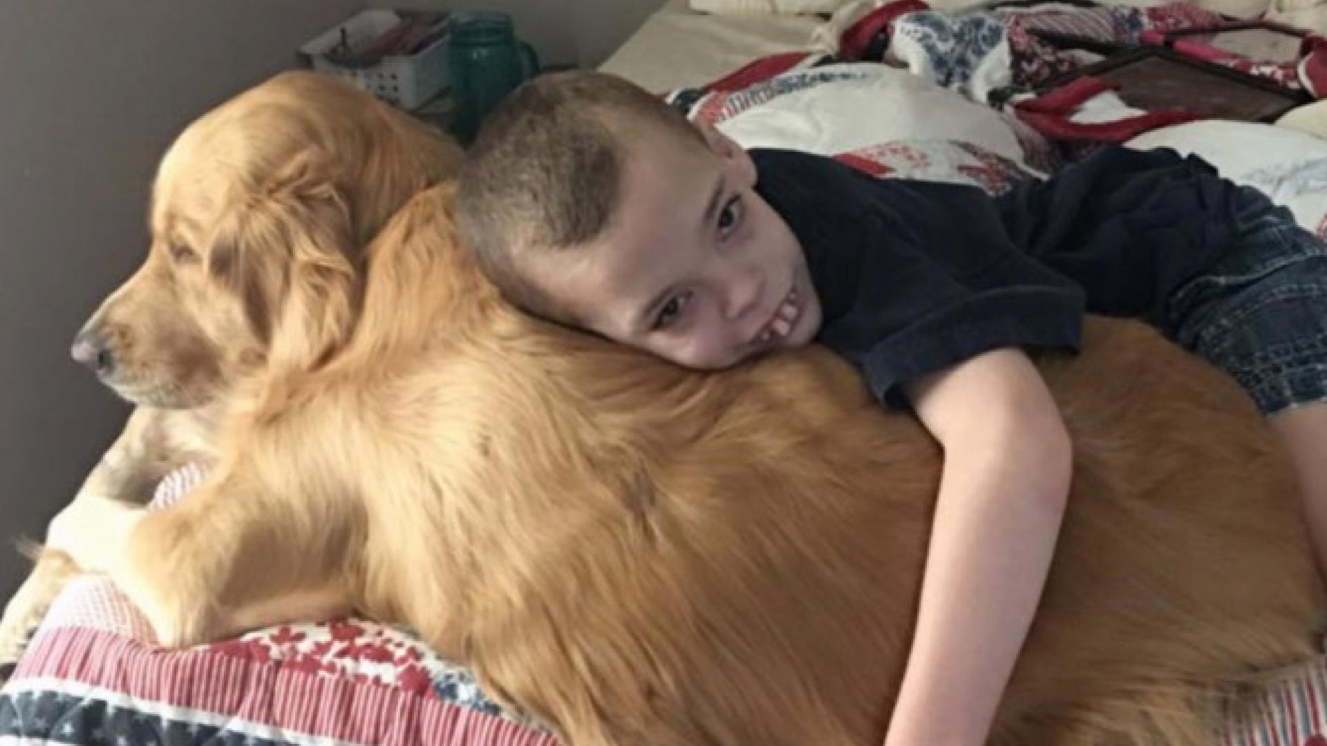 Golden Retriever Can Detect 12-Year-Old 