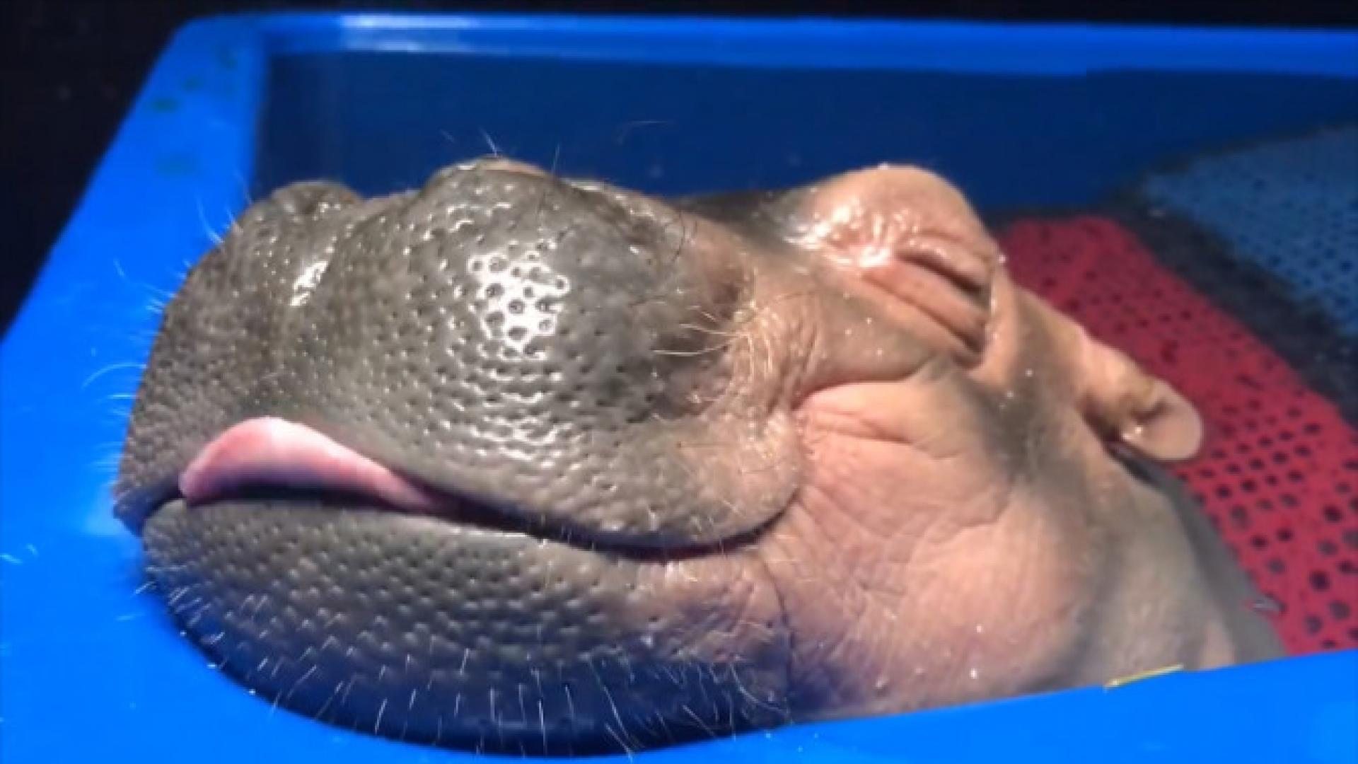 Food Coma Fiona The Baby Hippo Appears To Be Dreaming Of Dinner In Latest Video Inside Edition