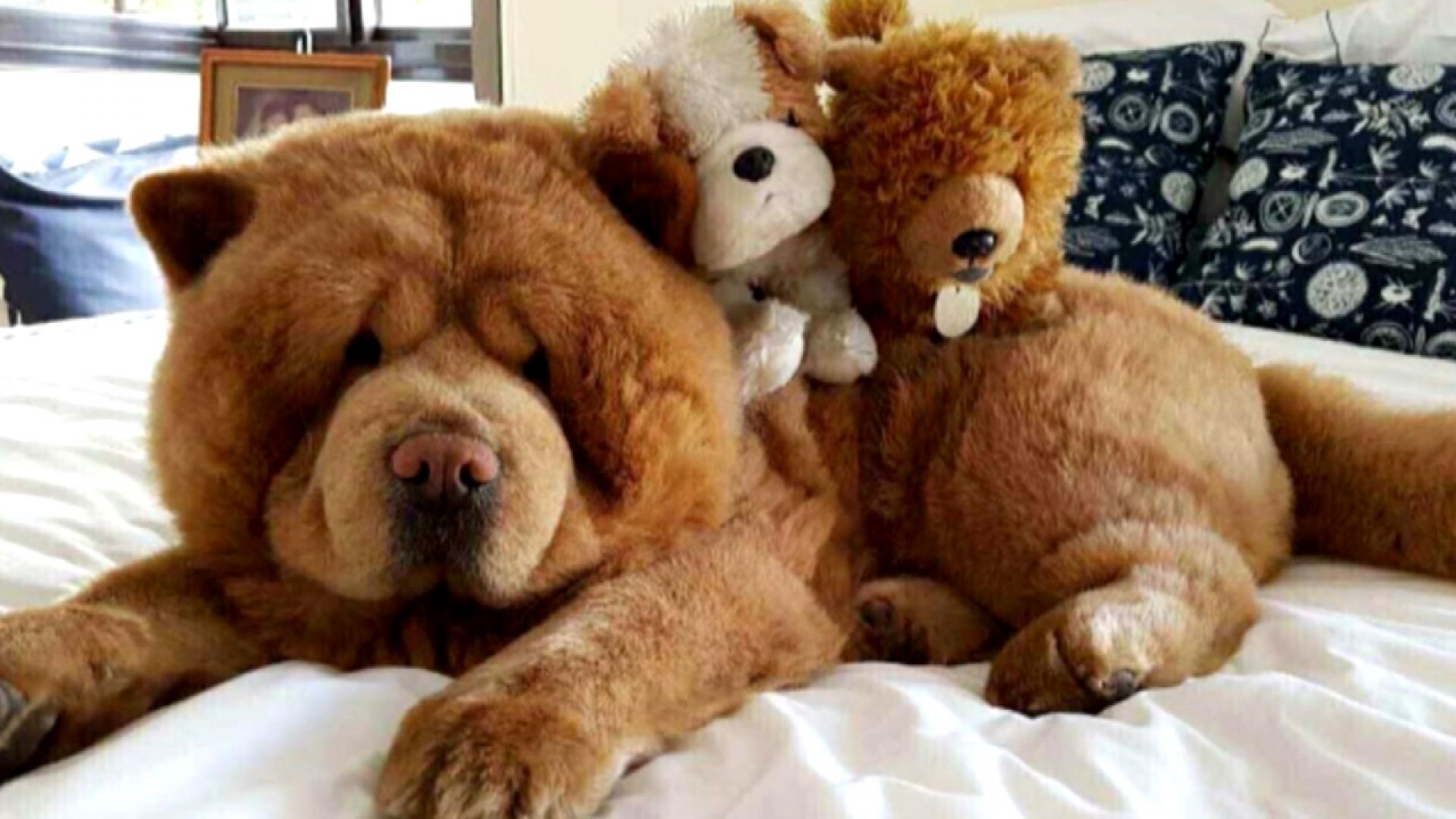 dog inside stuffed bear