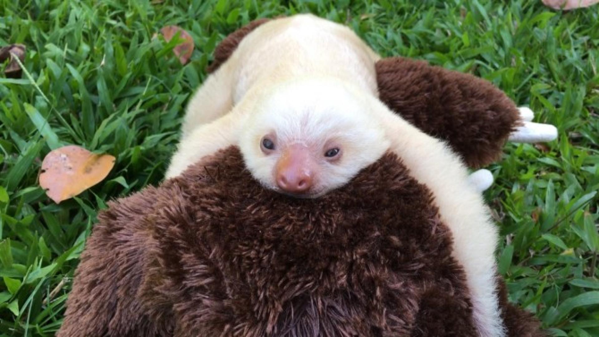 baby sloth with stuffed animal