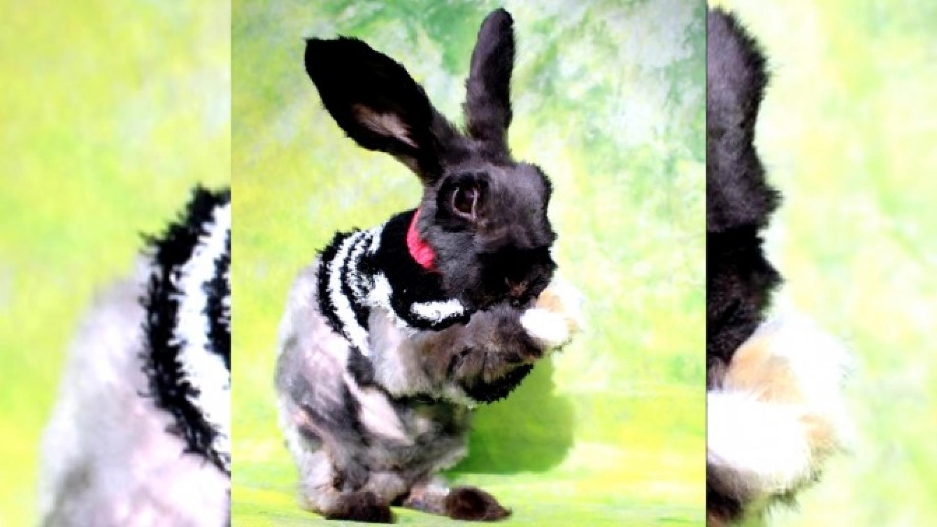 Neglected Angora Rabbit With Matted Fur Gets Transformation Of A