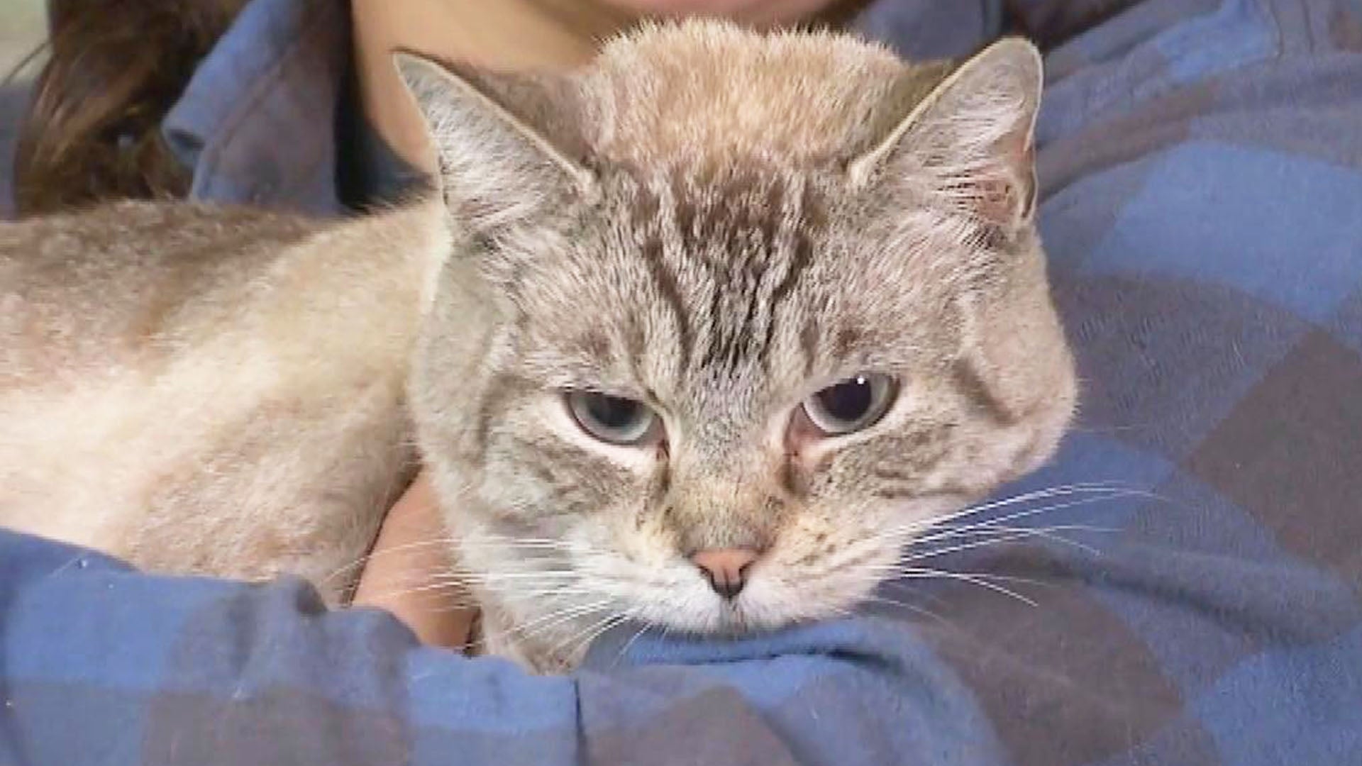 How Cat Found Its Way Back Home After Surviving Deadly Tennessee Flood ...