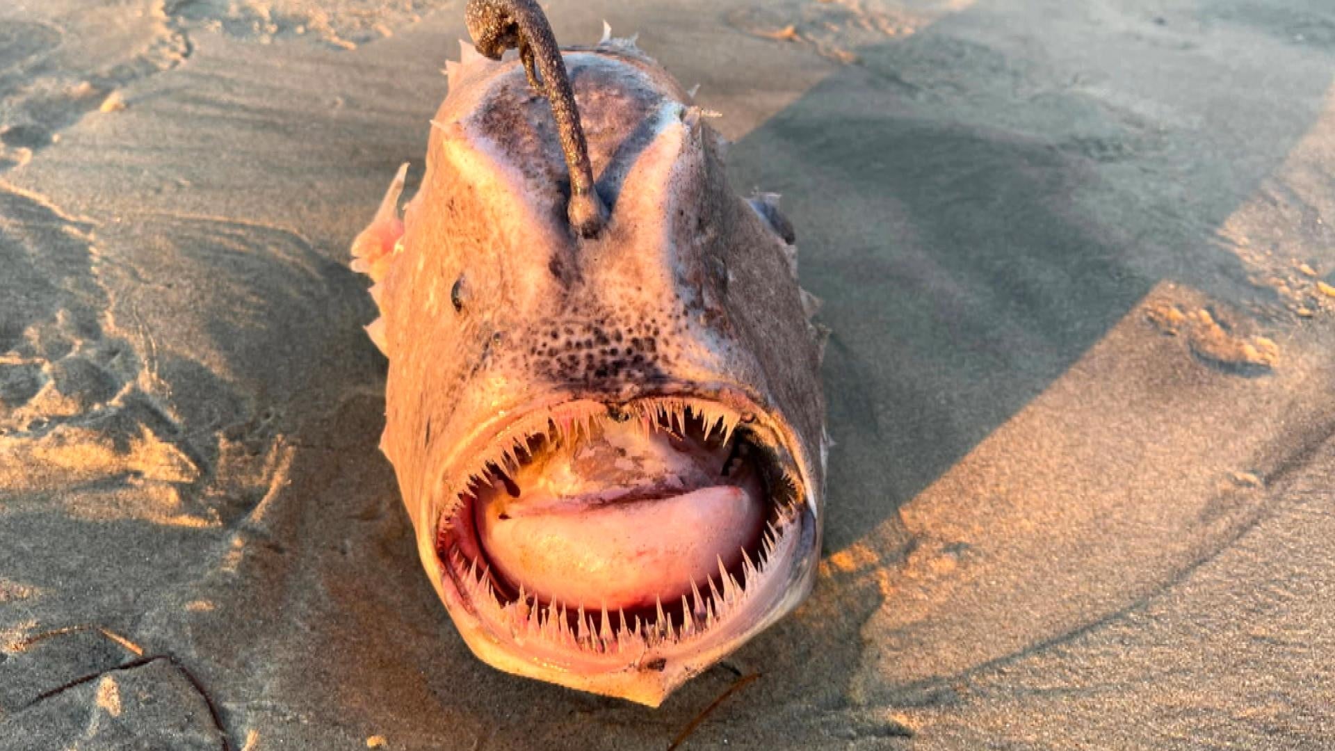 giant sea monster found