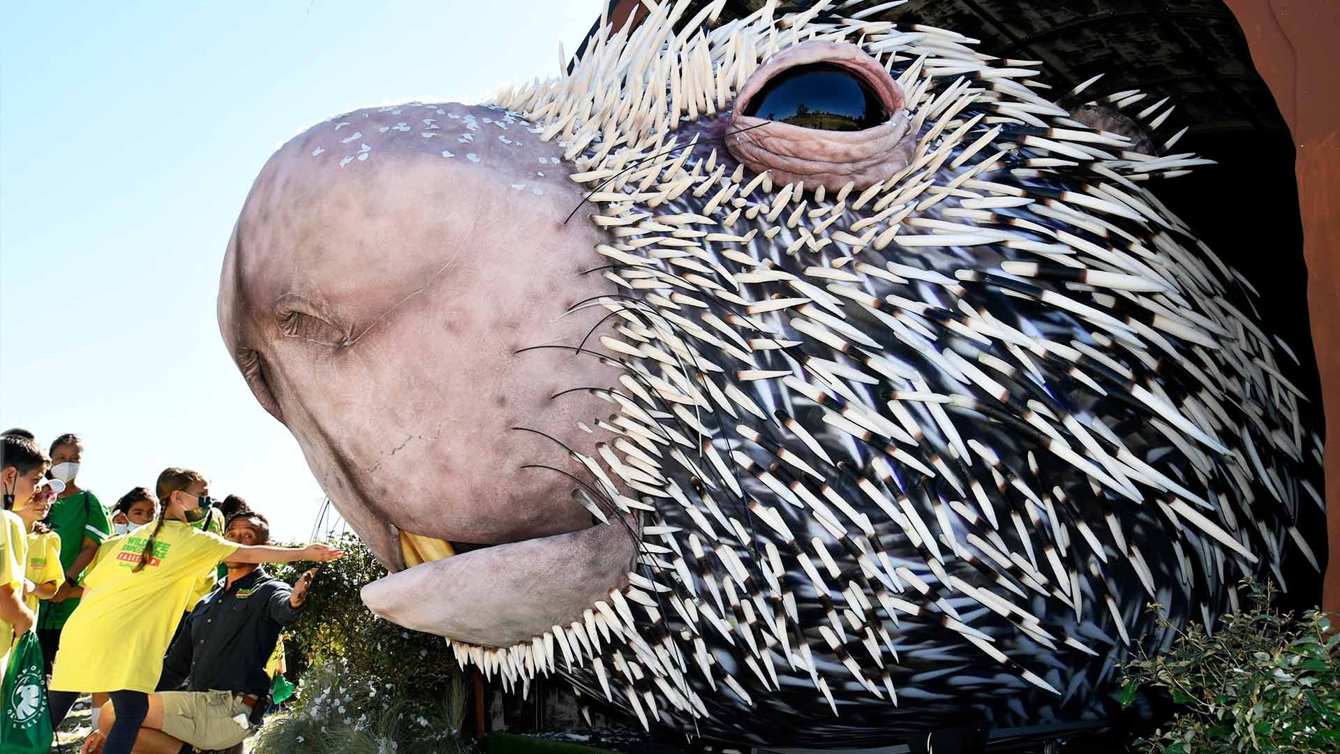 The Worlds Largest Puppet, a Porcupine Named Percy, Unveiled in Los Angeles Inside Edition photo