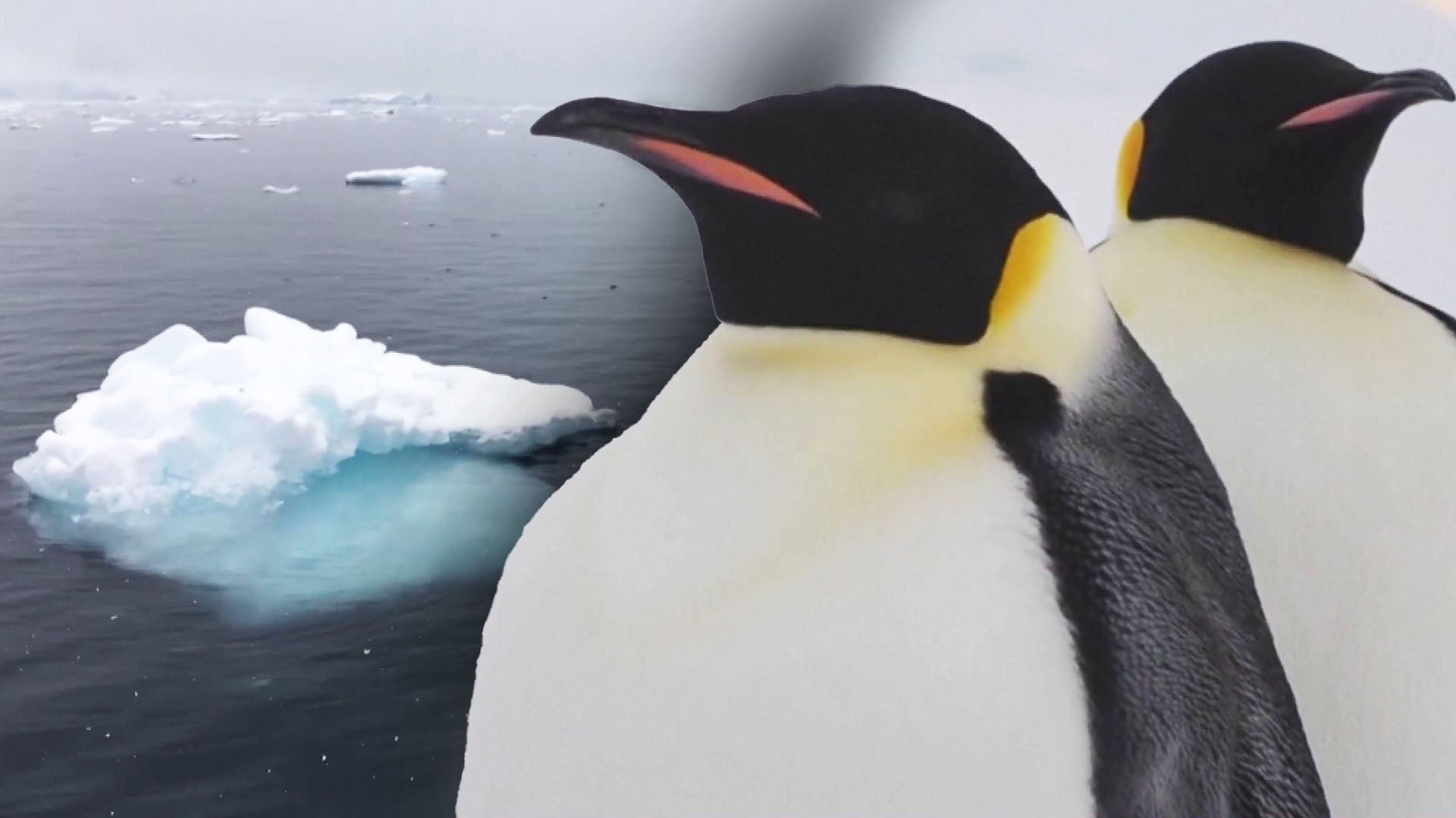 Antarctica’s Emperor Penguins Are In Danger Of Extinction Due To ...