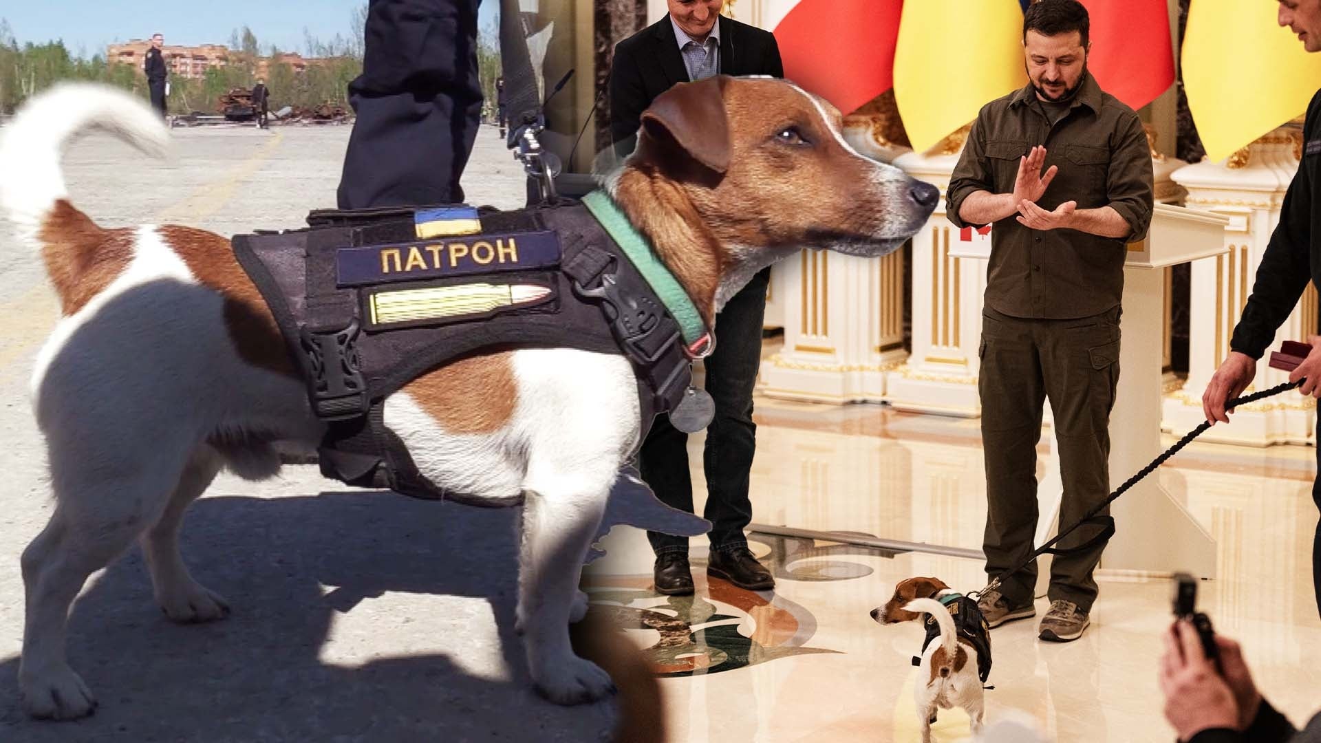 Patron The Ukrainian Bomb-Sniffing Dog Awarded For His Heroism | Inside ...