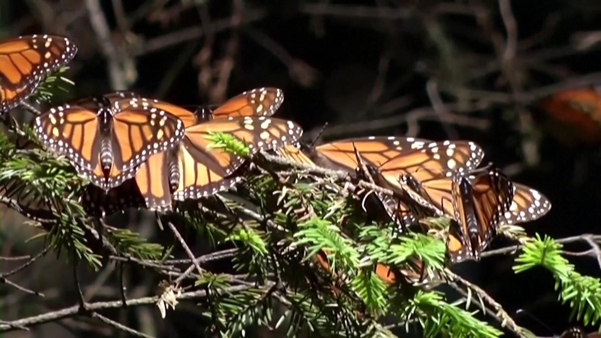 Monarch Butterflies Are Now An Endangered Species Due To Humans And ...