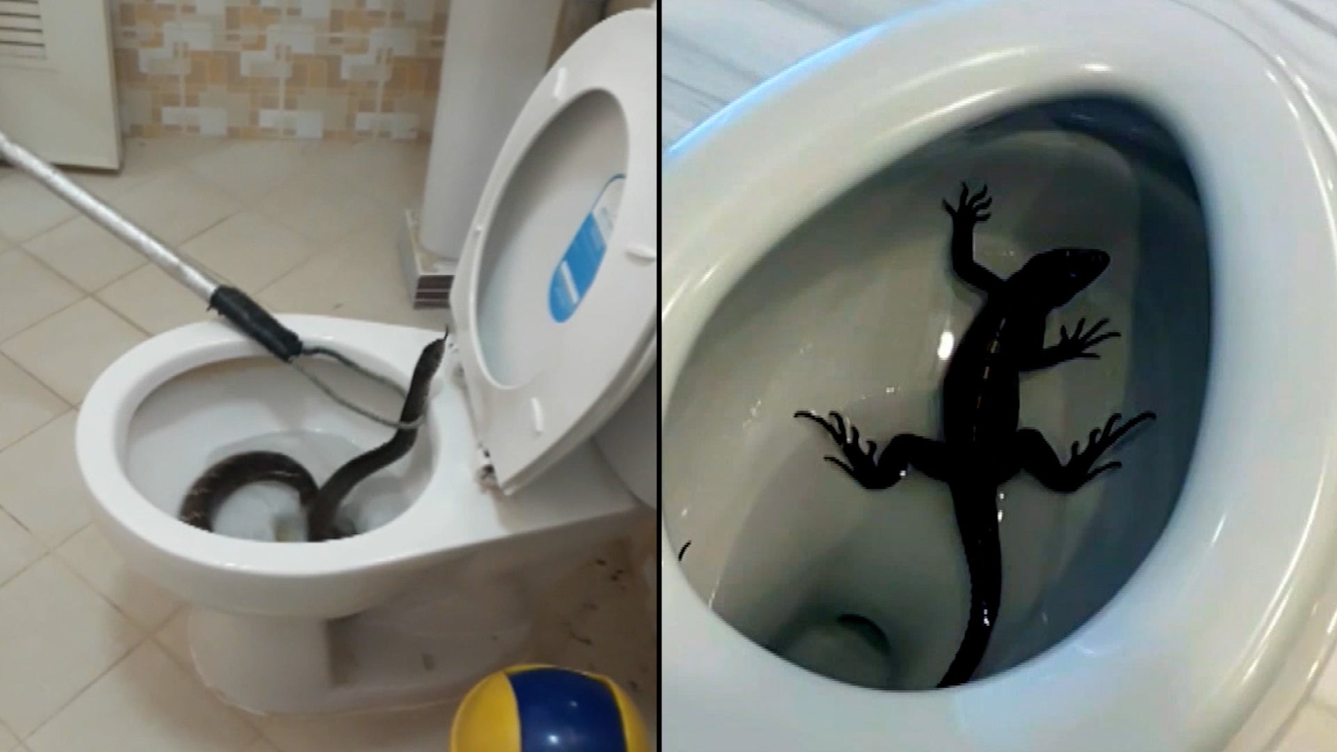 Alabama Police Find Huge 'Harmless' Snake in Toilet