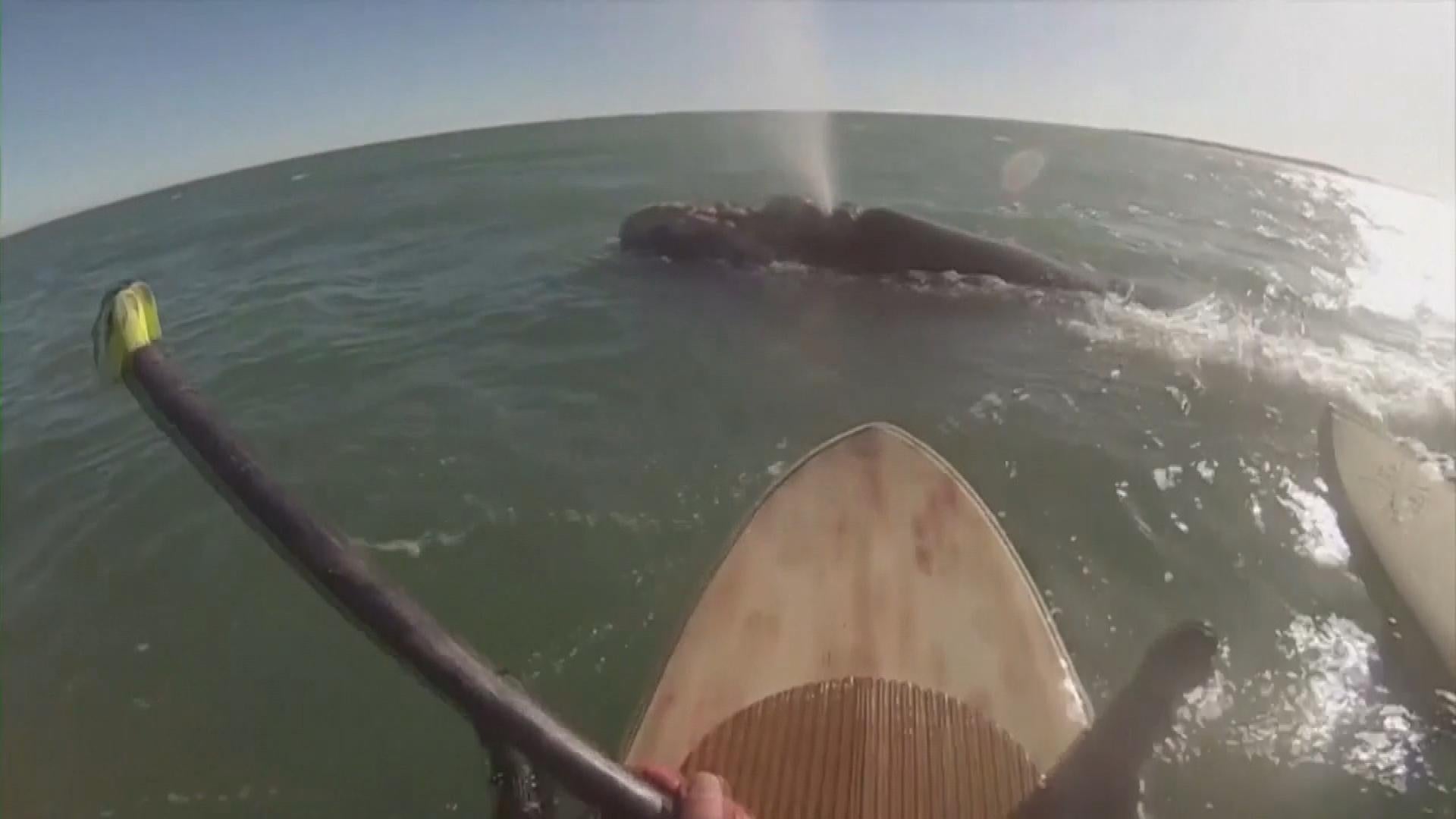 Whales Surprise Paddle Boarders In Argentina And Tips 1 Over Inside   081822 Whale Paddleboard Web 