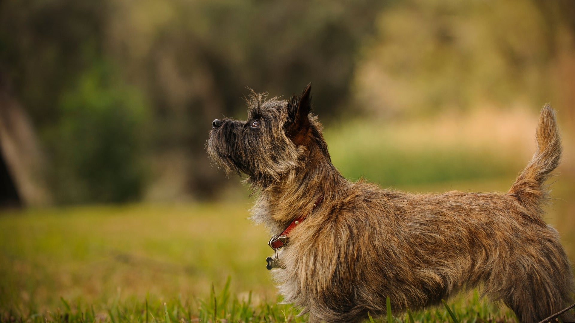 how do i get my cairn terrier to stop barking