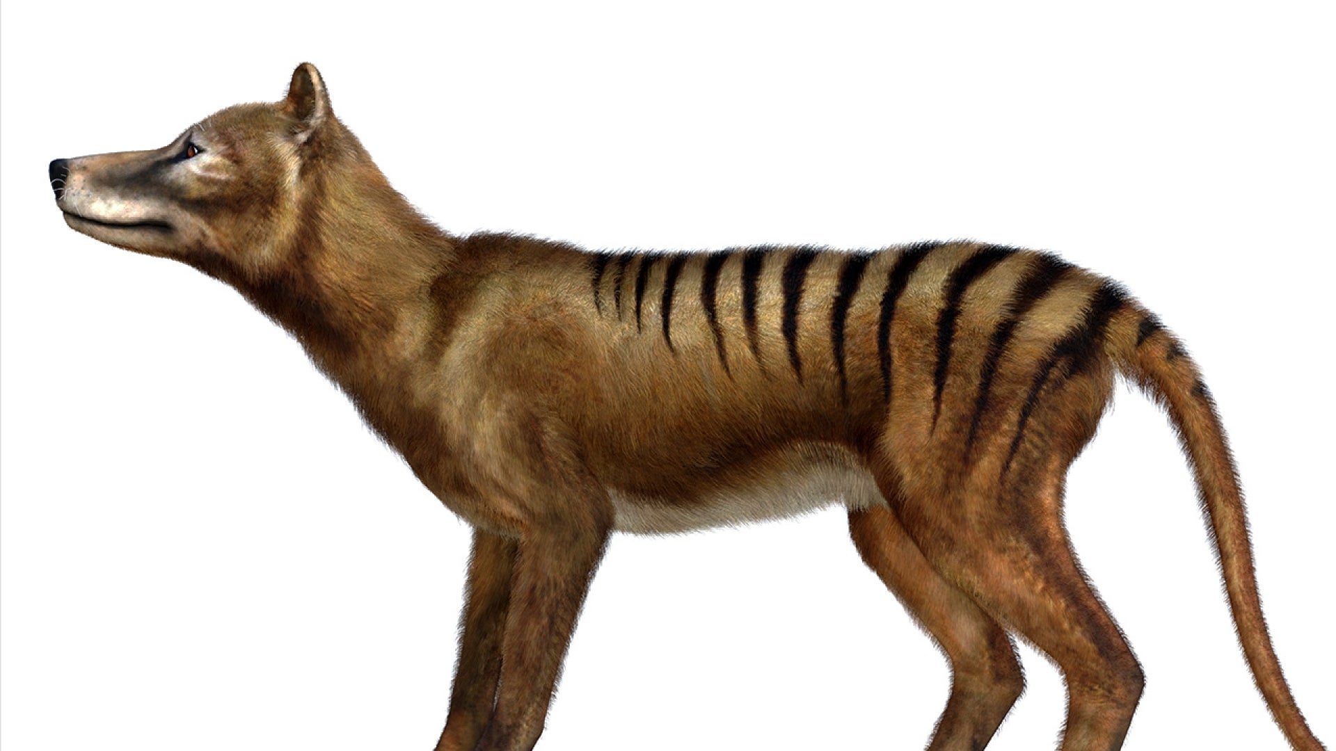 Scientists Are Working To De-Extinct The Tasmanian Tiger | Inside Edition