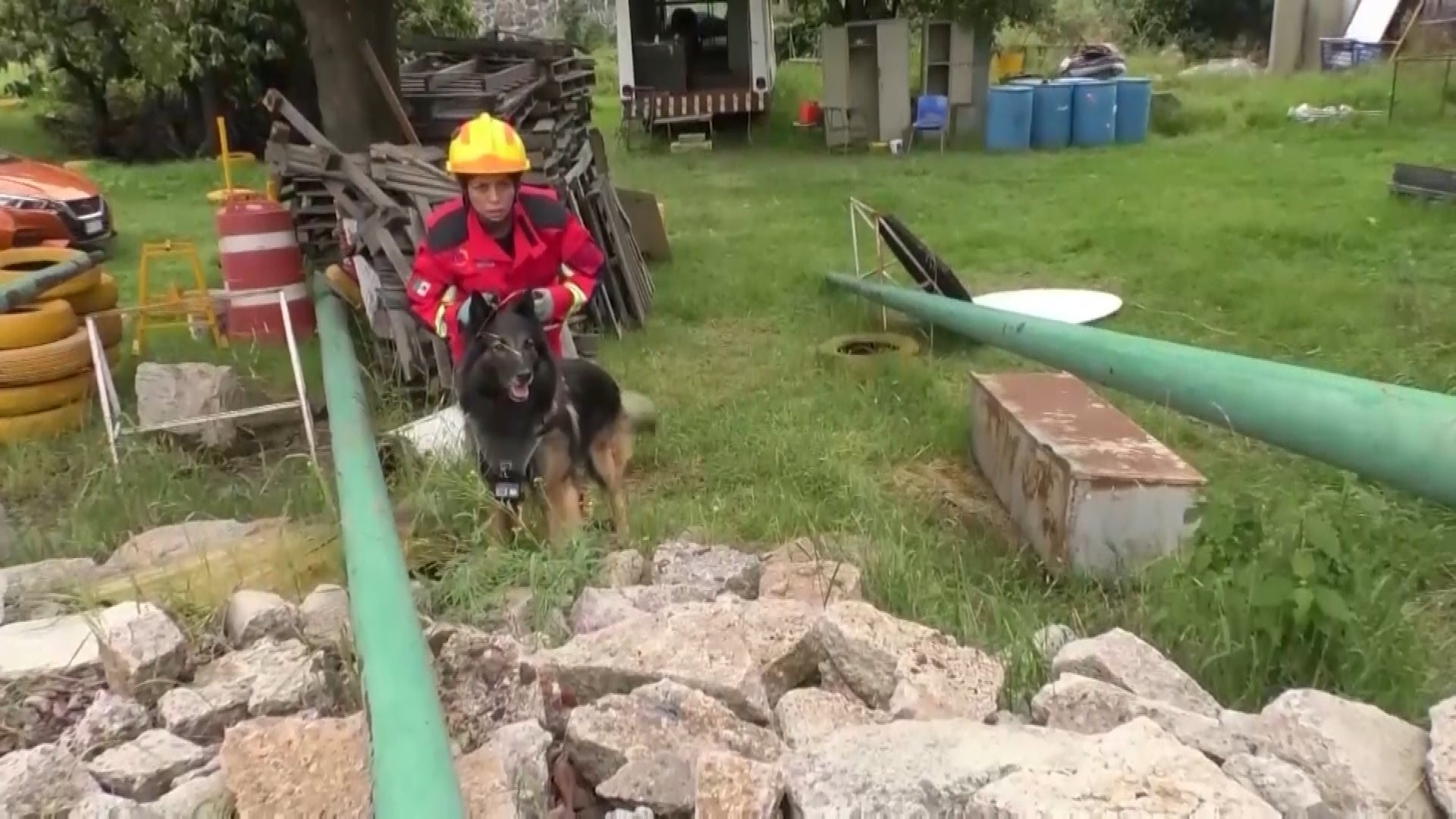 how are rescue dogs trained