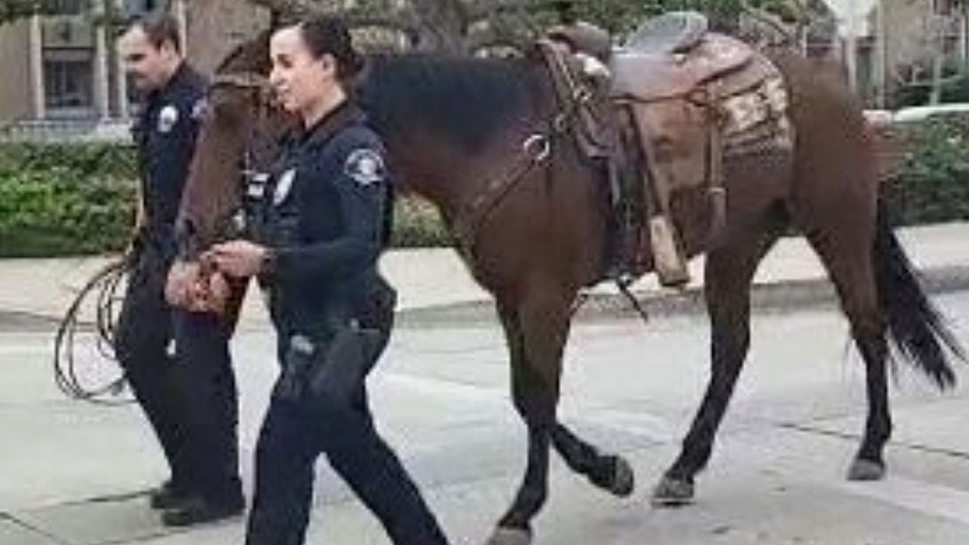 Person Arrested For Suspected DUI While Riding A Horse In California ...