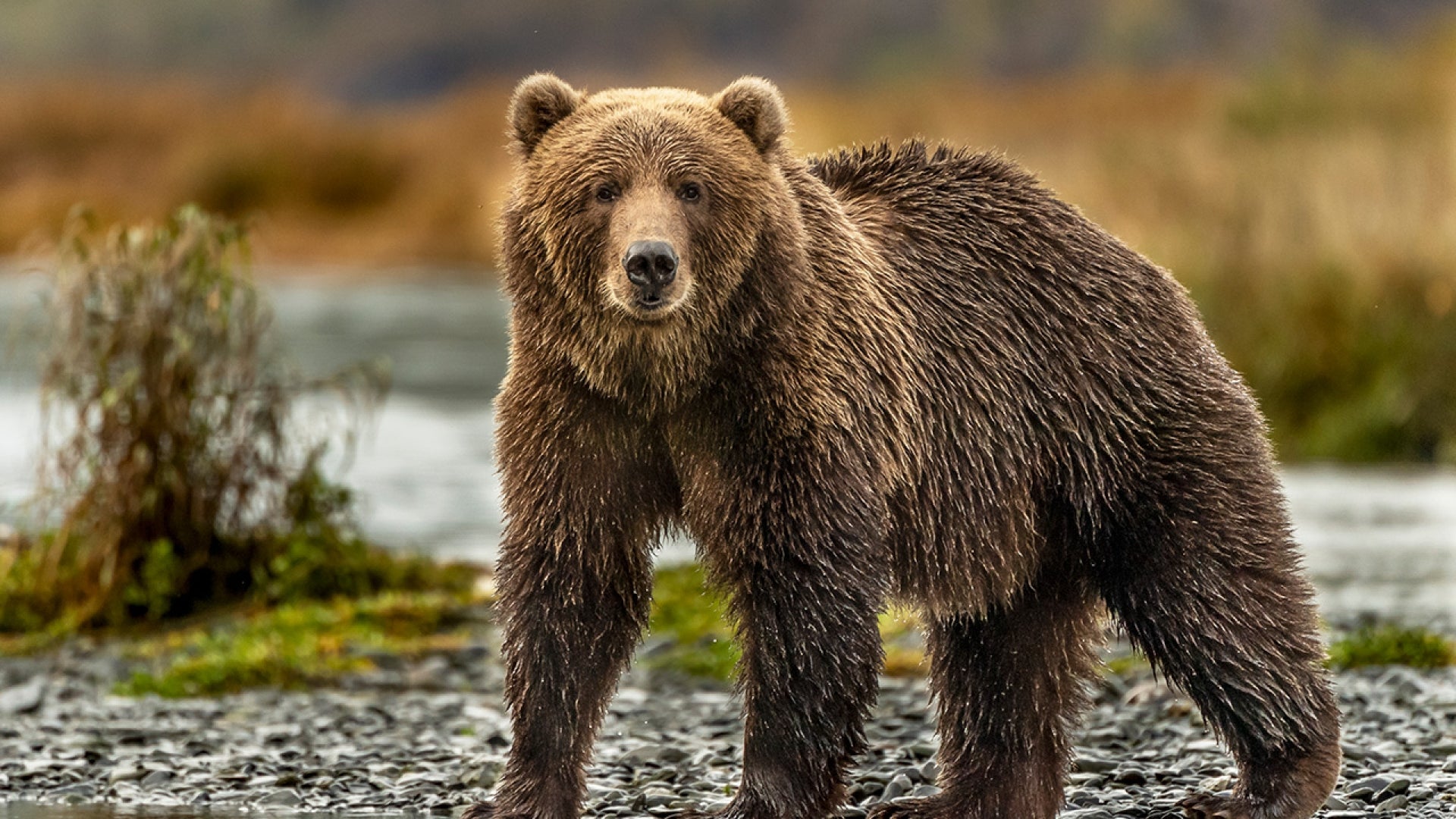 Washington Man Fights Off Grizzly Bear While Out Hunting For Birds ...