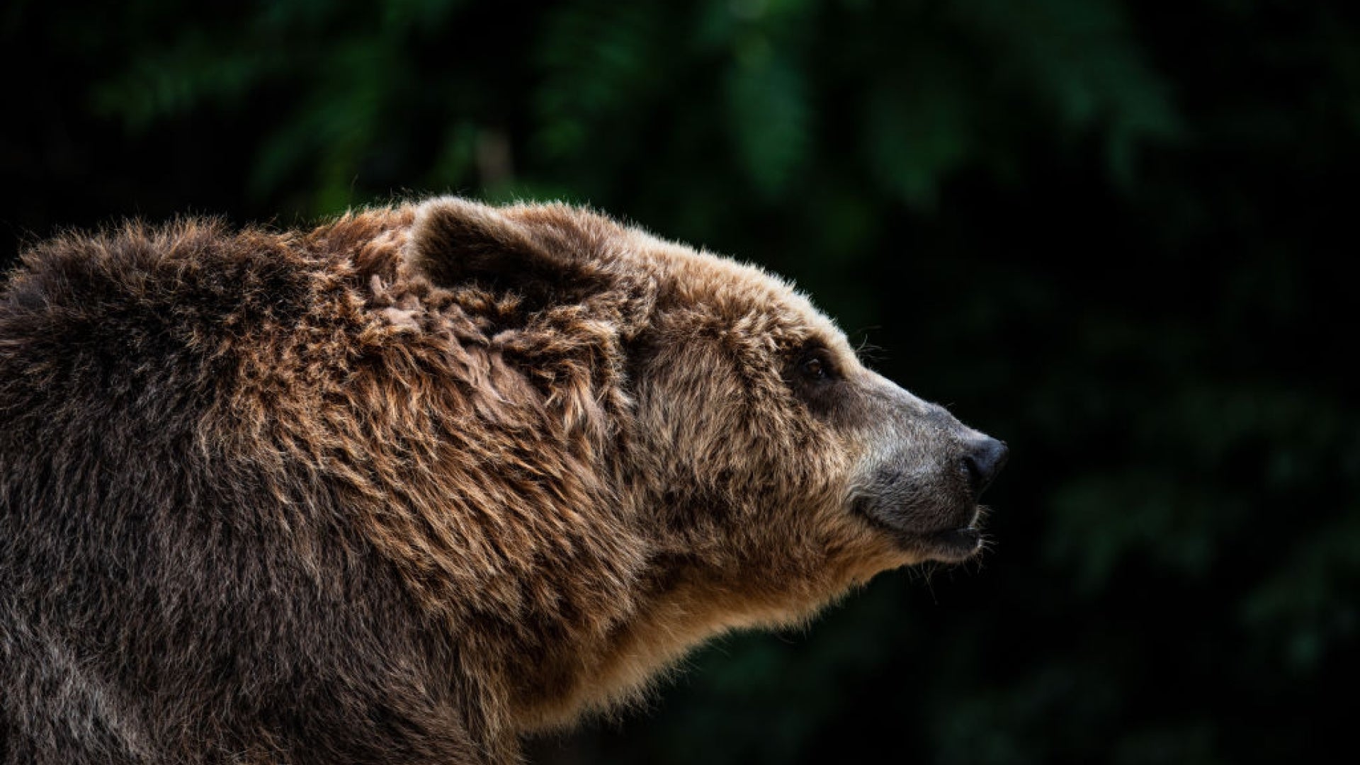 Woman Mauled By Mama Bear After Her Shih Tzu Chases Cub Up A Tree ...