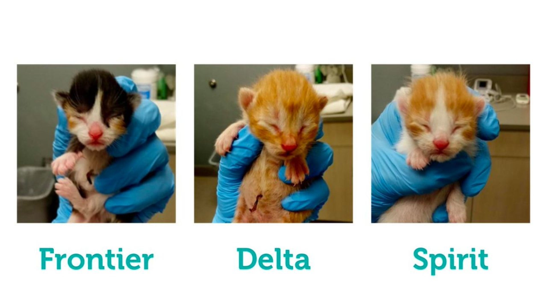 Frontier Airlines to Gift Flight Vouchers for Adopting Kittens