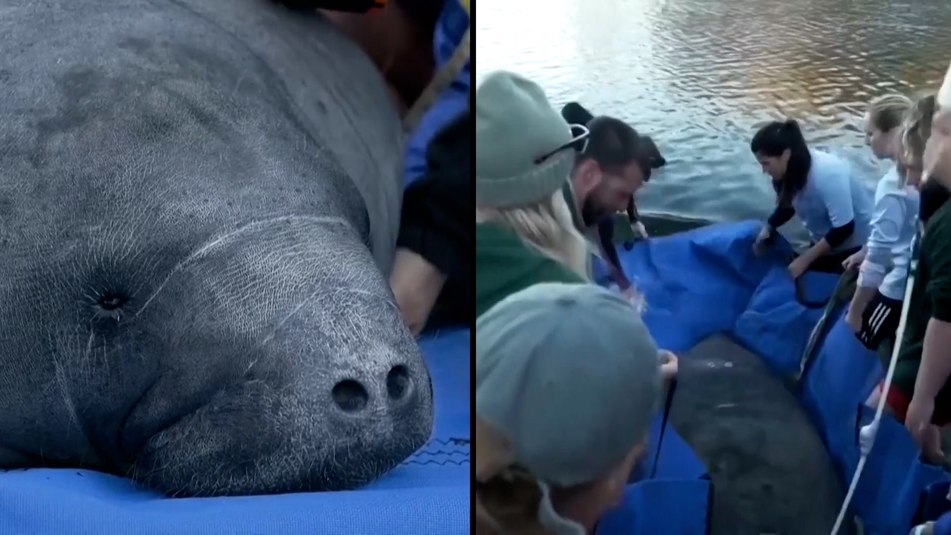 Rehabbed Manatees Released By Officials In Florida | Inside Edition